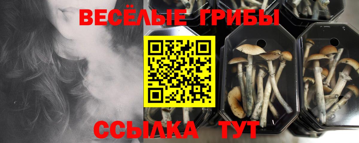 Галлюциногенные грибы Cubensis Соль-Илецк
